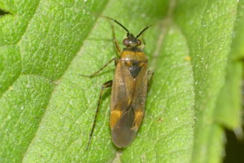 Réf. 285 626 : Plagiognathus arbustorum